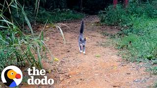 lost kitten decides this hiker is coming home her dodo