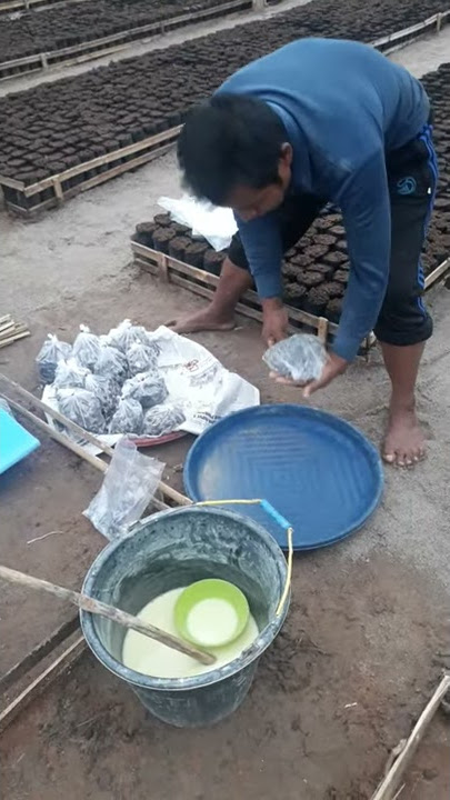 cara menanam kecambah sawit unggul