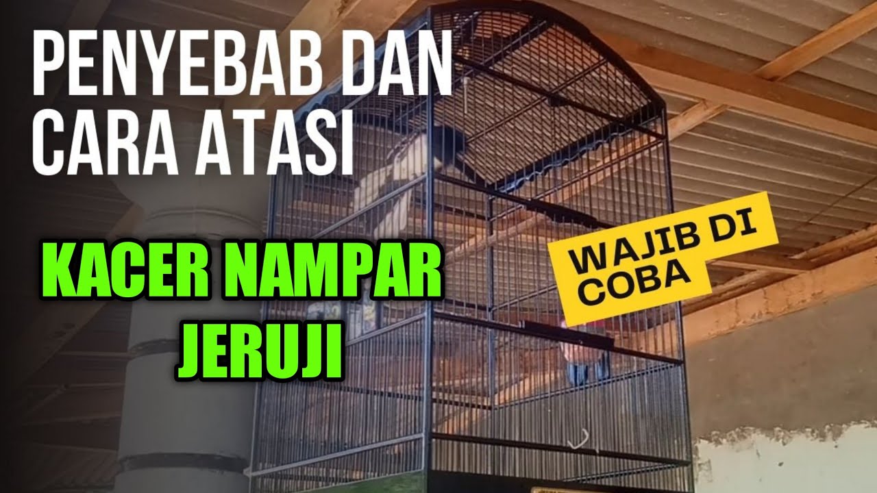 HOW TO STOP A KACER BIRD FROM HITTING THE CAGE BARS