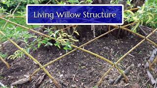 Living Willow Structure