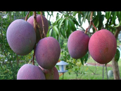 Video: Manguito blando: plantación y cuidado en campo abierto, foto