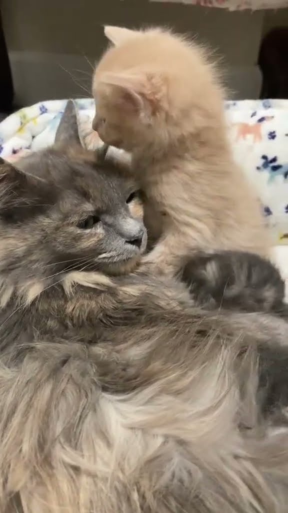 Belle maman  avec petite chaton waw