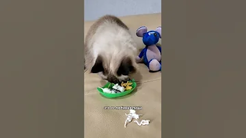 Почему не делают кошачий корм со вкусом мышки?