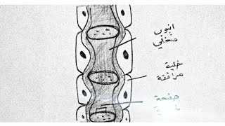 خطوات رسم/(نسيج اللحاء) الفصل الثاني أحياء السادس علمي2023✏️