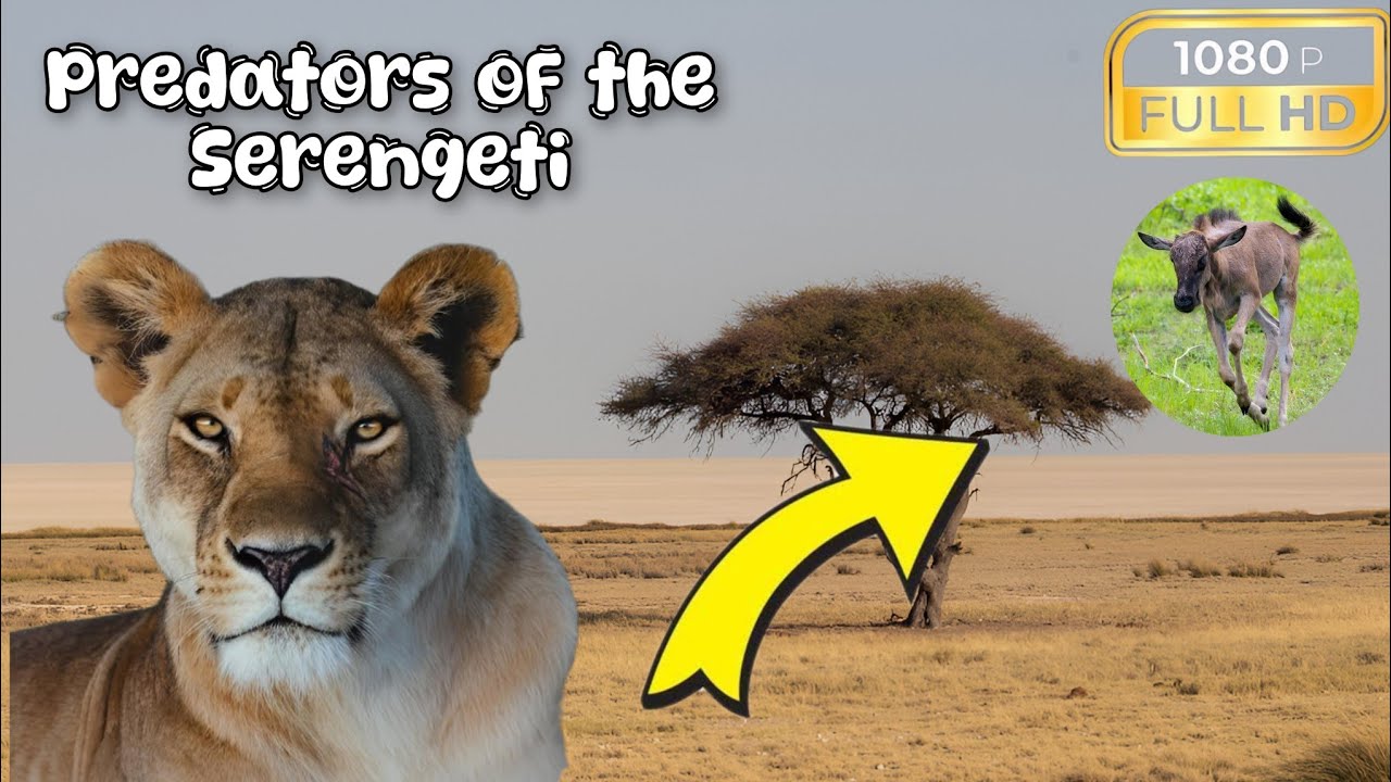 Хищники Серенгети | Спасение львицы | Документальный фильм о дикой природе 🌱🦒