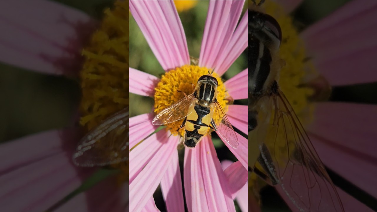 The hoverfly feeds on nectar 