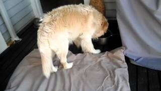 IPOD TOUCH 4TH GENERATION DROP TEST! Will it survi