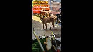 순애집 영상