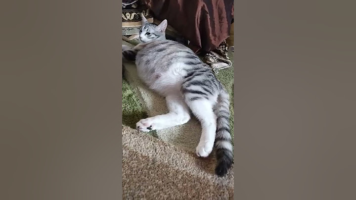 кошка рожает
