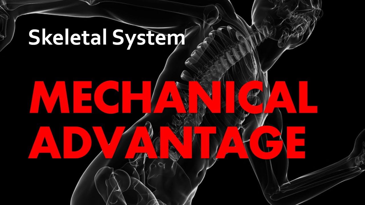 Mechanical Advantage Skeletal System 10 Anatomy & Physiology YouTube