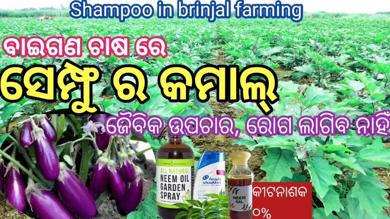 ବାଇଗଣ ଚାଷ ରେ ସେମ୍ଫୁ ର କମାଲ // ନିରୋଗ ବାଇଗଣ ଚାଷ// shampoo in brinjal farming