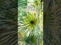 Pinus Densiflora Pope, July 2025. #pine #conifer #plantlover #gardenplants #rare