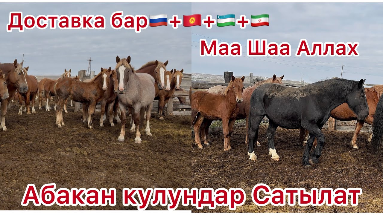 Доставка бар Абакандан тел+996508711111 😍￼