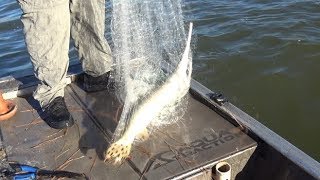 投網でエサを捕獲するつもりが・・・