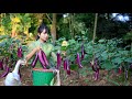 Eggplant harvest, use them for Chinese food and curry chicken收穫了很多的茄子，我把它們做成咖喱雞和中國菜｜Lizhangliu