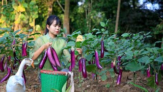 Eggplant harvest, use them for Chinese food and curry chicken收穫了很多的茄子，我把它們做成咖喱雞和中國菜｜Lizhangliu