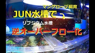 JUN リフジウム水槽　(関東用周波？) リフジウム水槽を再設置（JUNスレンダーオーバーフロー） : こぶしめの