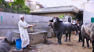 Dairy Farm in Village | Buffalo | Village Life | Malik Rafiq Movies My Vlog Channel