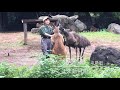 アカカンガルーの説明　よこはま動物園ズーラシア　口コミ