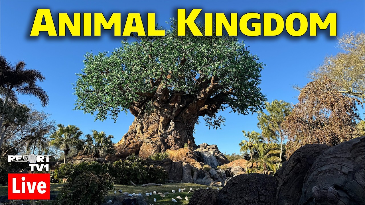 🔴Live: A Wild Afternoon at Disney's Animal Kingdom - Walt Disney World - 3-18-26