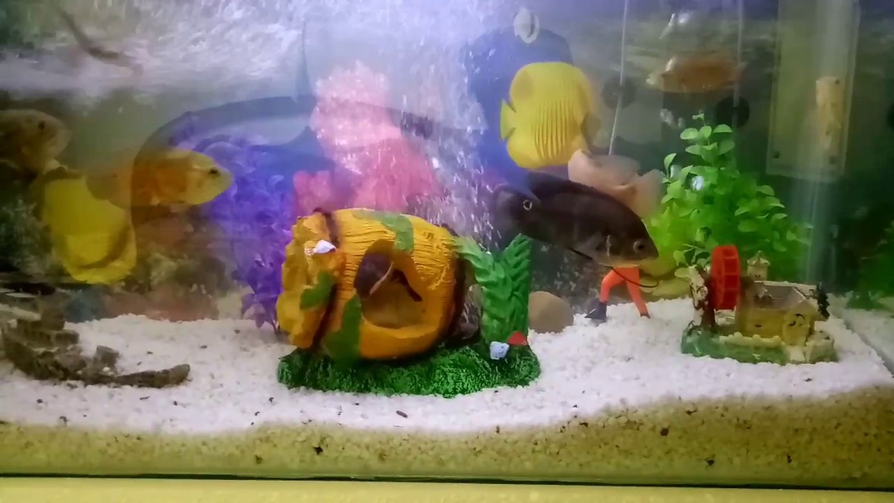 My Oscar fish tank YouTube