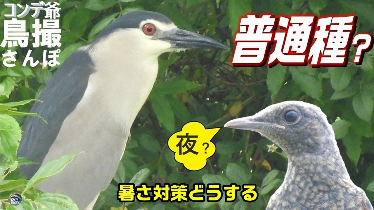 コンデジ鳥撮散歩　ゴイサギは普通種？　暑さ対策　兵庫県・北播磨