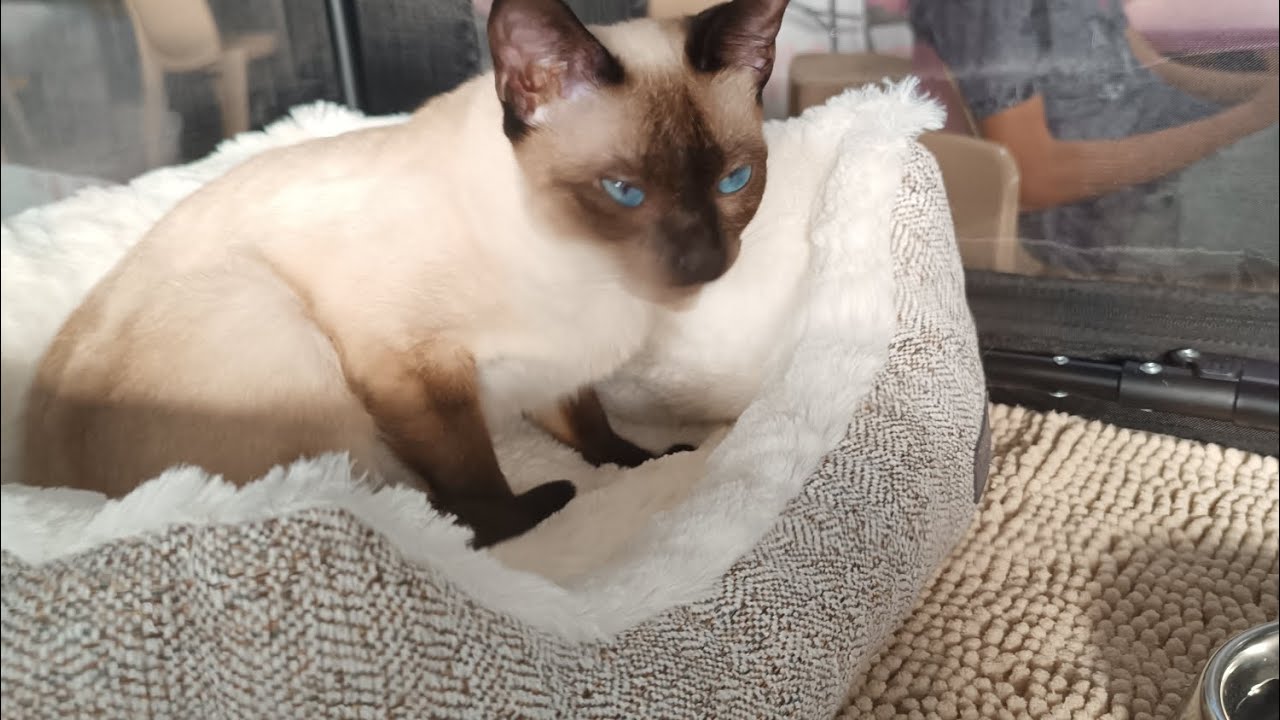 #chat #expoféline - Vlog chat: Exposition féline 🐱🐈 d'Ollioules 2026.     ⬇️⬇️