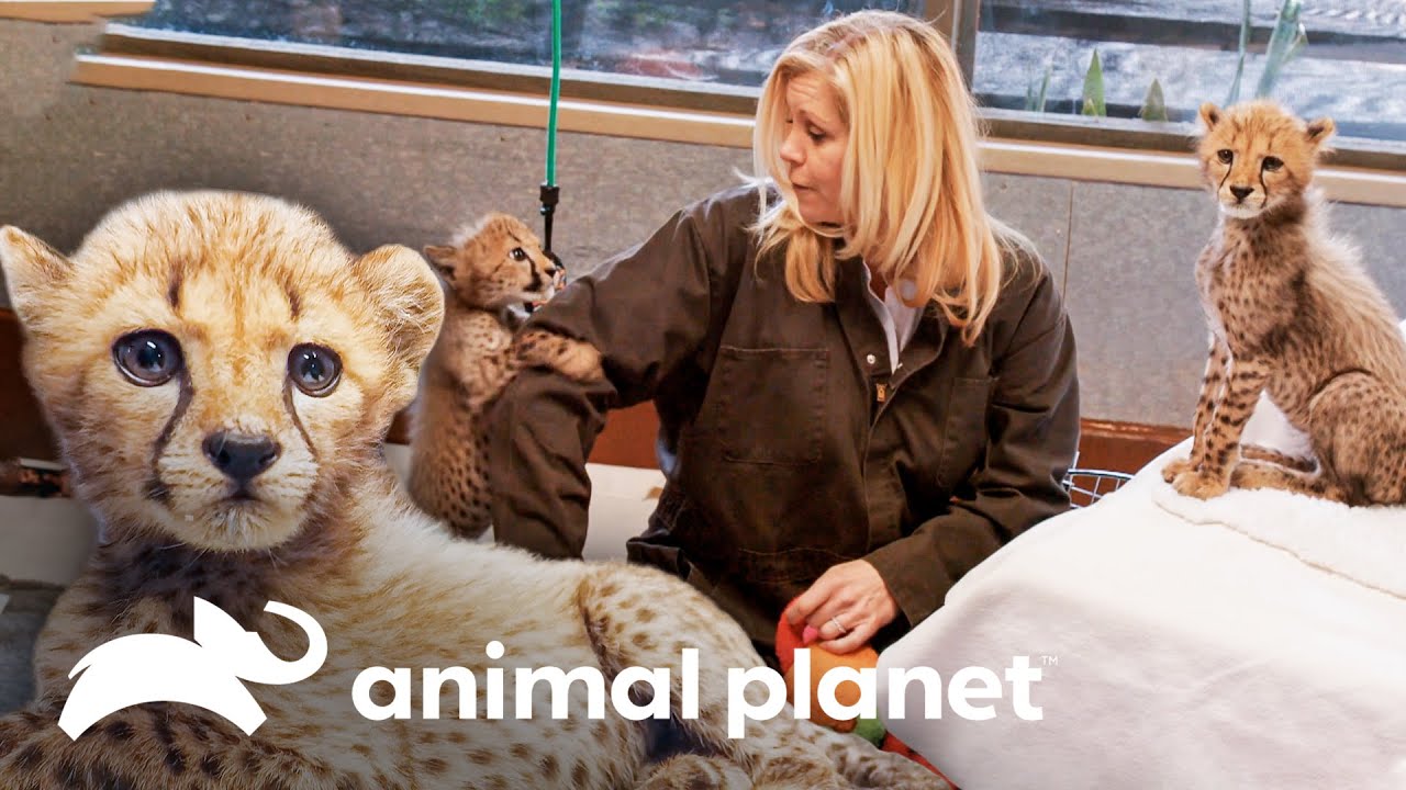 Juguetones y adorables cachorros de chita | El Zoológico de San Diego | Animal Planet