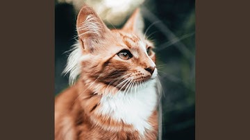 Background for Mysterious Cat Behavior