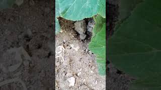 اسمعوا صوت النمل  لم أتوقع أن صوت النمل هكذا   سمعها