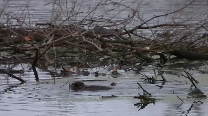North American busy Beavers tow branches as one cuts up a tree left by another to their food supply