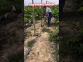 Effortless Bamboo Removal#shortsfeed #smartagriculture