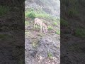 Sinhagad fort, Pune