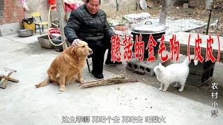 Grandpa stewed fish for golden retriever and let the dog hold firewood