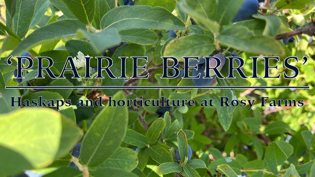 'Prairie berries' Haskaps and horticulture at Rosy Farms YouTube
