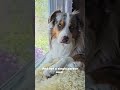 working so hard #dog #australianshepherd #aussie #dogbreed #cute #cutedog #beautiful #workingdog