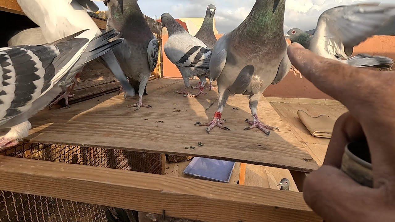 كيفاش تعامل مع لحمام فهد الفترة 🤔...... طريقتي في الحفاض على 🤯 تريكومونوز 🤔