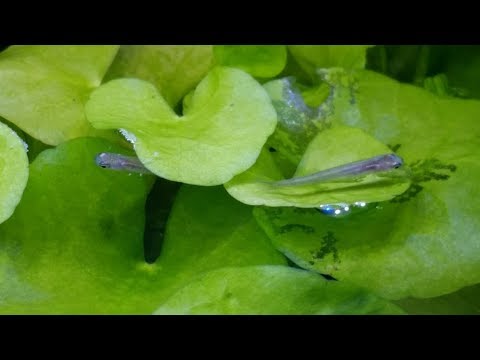 Blue Goodeids Blue-Tail Goodeid Fry! Ataeniobius toweri