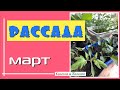 РАССАДА Март. Что посеяно и как развивается