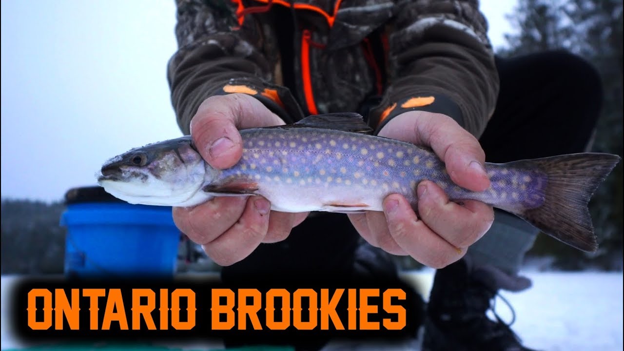Ice Fishing For BIG ONTARIO BROOK TROUT
