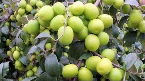 Kỹ thuật trồng táo thái trong chậu ra trái 100%