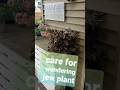 Care for wandering jew inch plant #gardening #plants