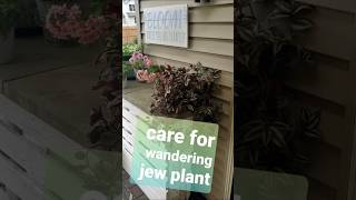Care for wandering jew inch plant #gardening #plants