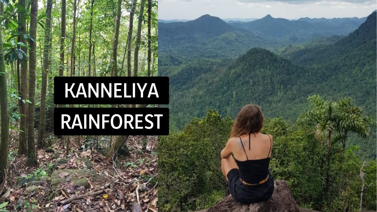 Hiking in Kanneliya Rainforest  |  WE WERE NOT PREPARED FOR THIS!!