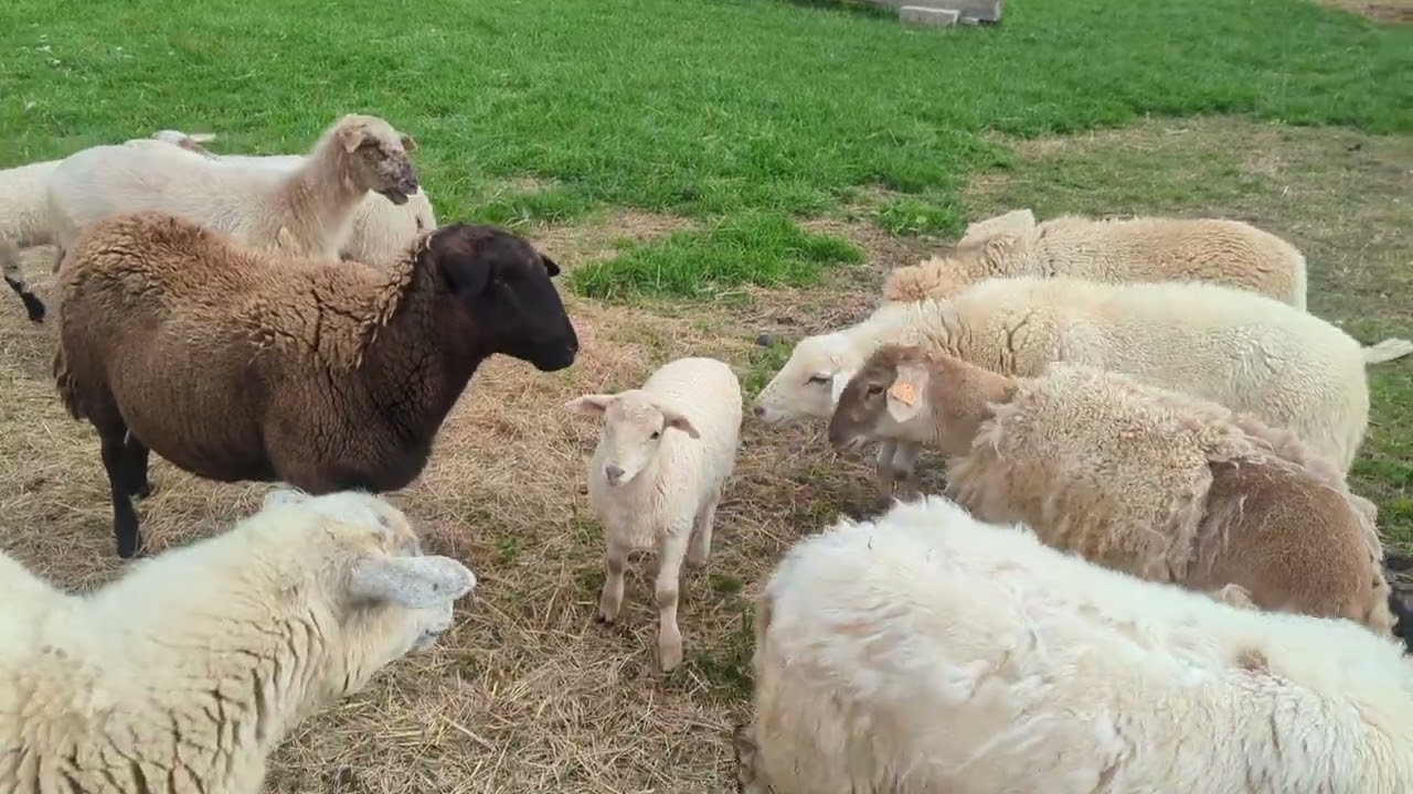Integrating new lambs and mom back into the flock #womanfarmer #sheep #lambing #farmlife