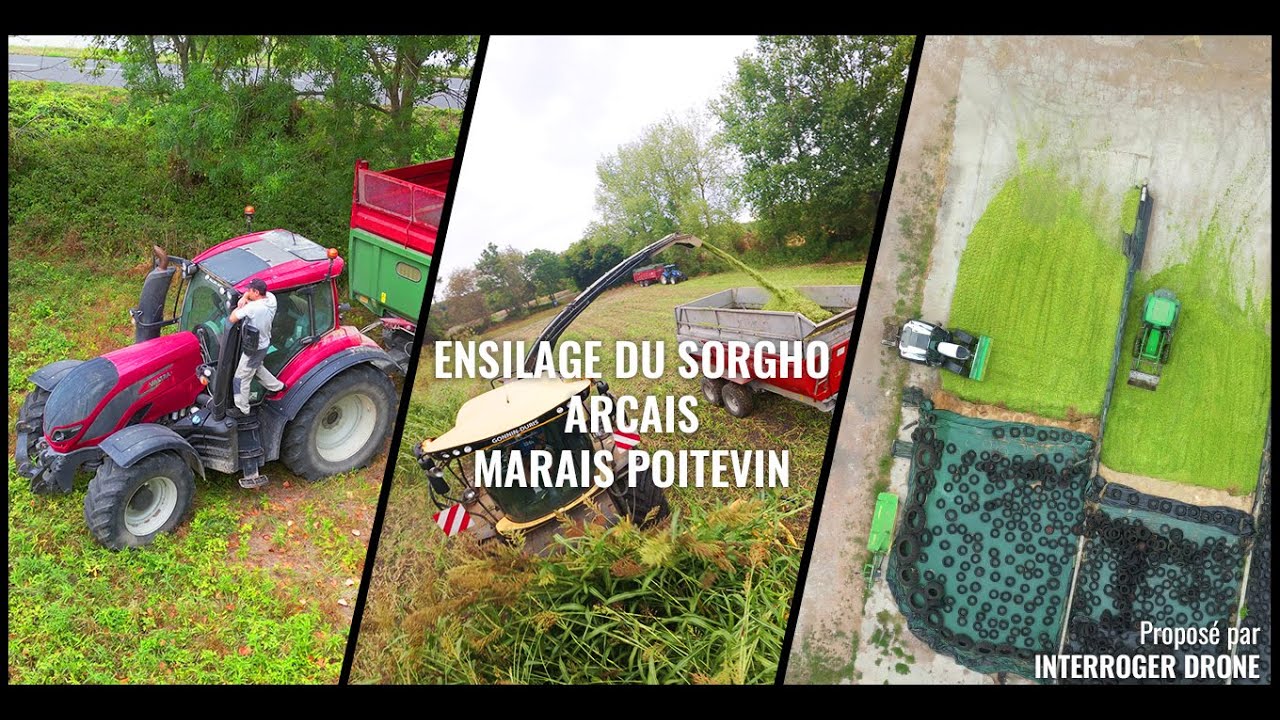 Ensilage du sorgho, à Arçais - Marais poitevin