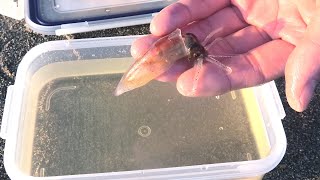 元気なホタルイカをお酢の中で泳がせたら凄かった