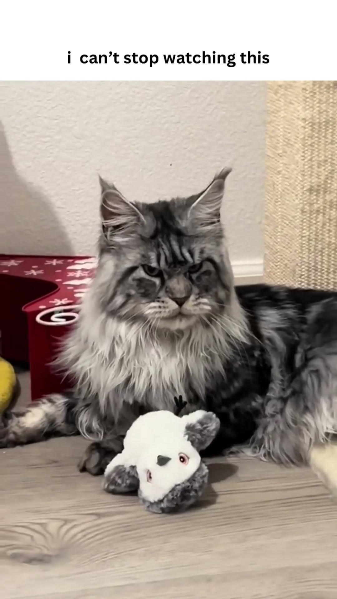 Kittyo like absolutely not I’ve seen enough