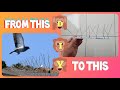 DIY Penghalau Burung | DIY Bird Spikes