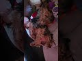 just a dog living his best life